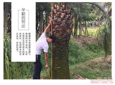 【榕翔苗木廠家供應(yīng)加拿利海棗園林景觀綠化苗木棕櫚植物】龍海市東泗鄉(xiāng)左岸花木場 - 產(chǎn)品庫