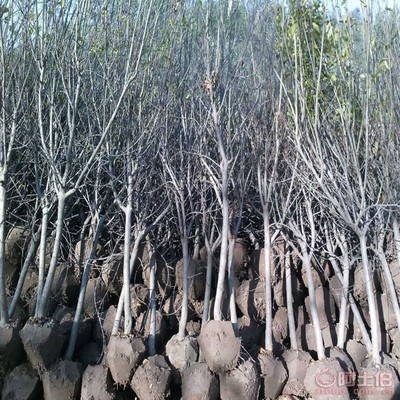 【山楂苗供應(yīng)商, 推廣山東有種山楂苗基地嗎批發(fā)】泰安高新區(qū)旺運苗木中心 - 產(chǎn)品庫