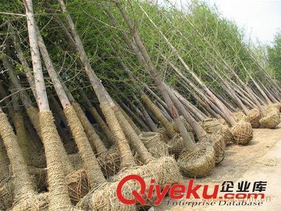 邳州市飛越銀杏苗木購銷部：專業供應銀杏樹與嫁接銀杏樹，打造優美庭蔭景觀