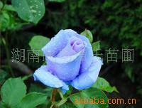 供應(yīng)精品綠化苗木與綠籬 長沙縣跳馬鎮(zhèn)譚氏苗圃的專業(yè)苗木服務(wù)