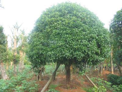 廣東佛山梁氏苗木基地商鋪 品質(zhì)與信譽(yù)的苗木供應(yīng)商