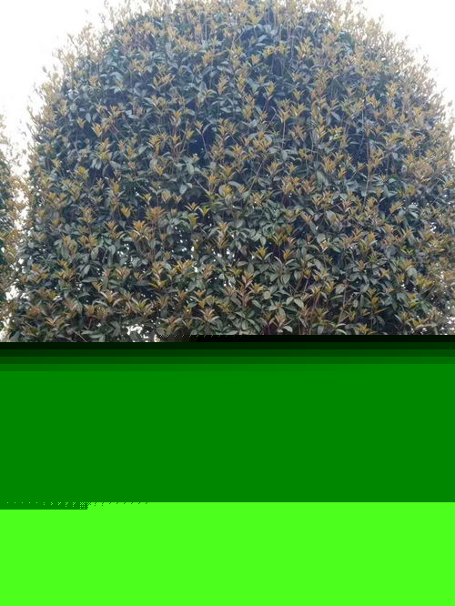 八月桂高分支產(chǎn)地直銷 工程綠化苗木的優(yōu)質(zhì)選擇