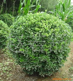 火爆直銷優(yōu)質(zhì)綠化苗木 探索海桐小苗與海桐球的園藝價(jià)值與市場前景