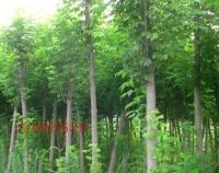 復(fù)葉槭 觀賞、綠化的優(yōu)良樹種全解析