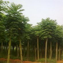 欒樹市場價格與黃山欒特性解析——聚焦8-15公分規格及南京浦口天昱生態苗木場供應