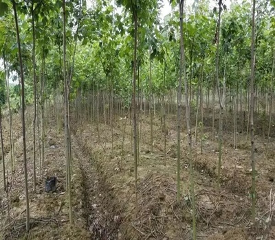 生態苗 苗木行業的下一個風口，你準備好了嗎？